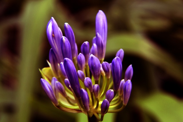 西汉姆在面 西汉姆在面